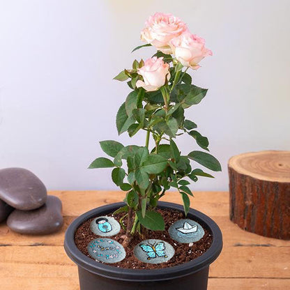 Beautiful Painting Stones Showpiece