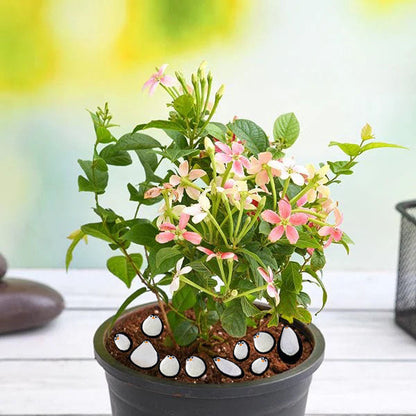 Under Of Sea Painting Stones Showpiece